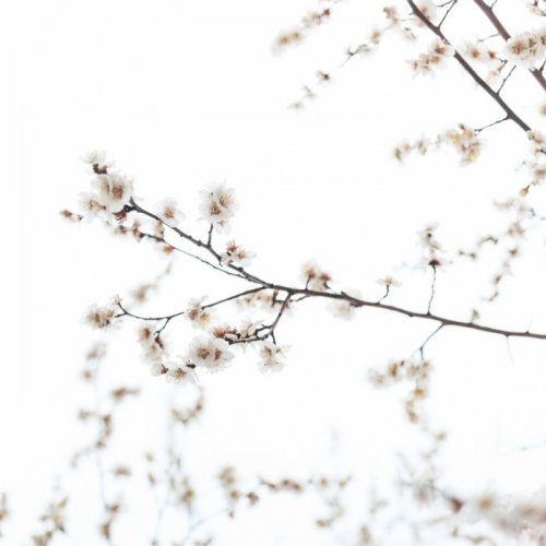 Flying Tulpa - From The Withered Tree, A Flower Blooms (2019)