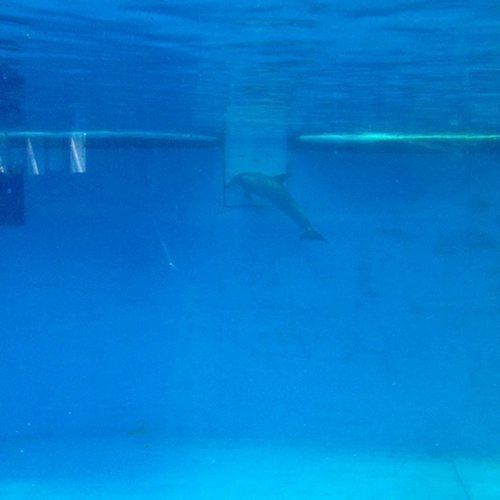Rich Zilg - The Dolphin (2019)