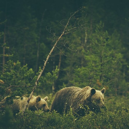Warmth - Wildlife Addendum (2019)