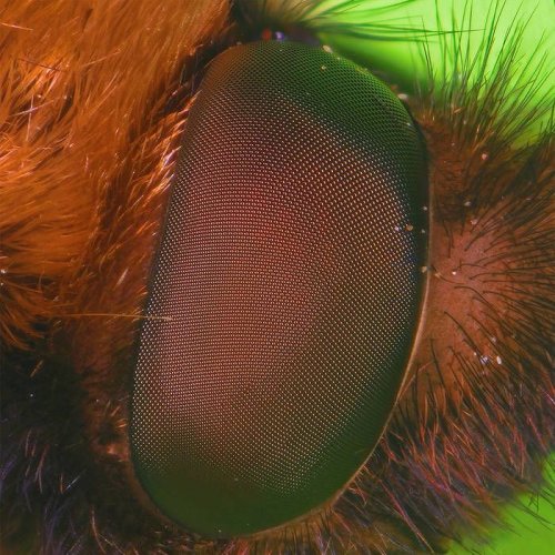 nthng - Hypnotherapy (2020)