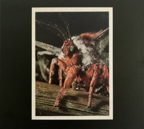 Primitive Wings - Morphosis (2023)