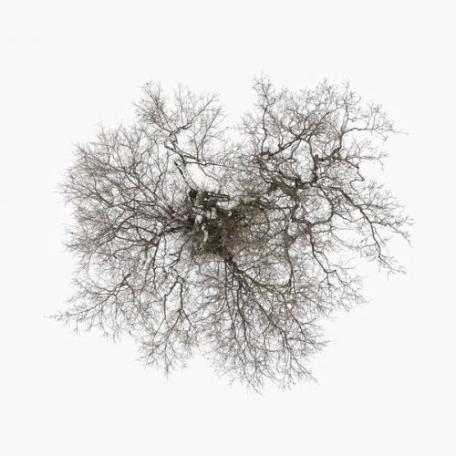 John Metcalfe - Tree (2023) [Hi-Res]