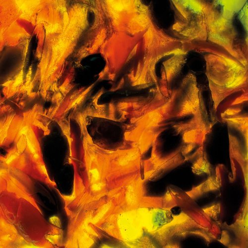 Plague Rider - Intensities (2023) Hi-Res