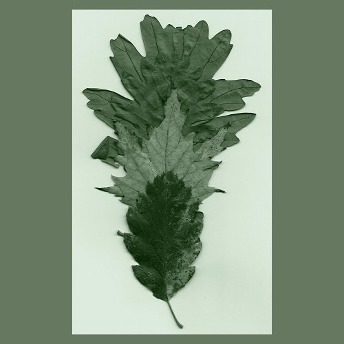 J. Wiegold - Norfolk Serpent (2023)