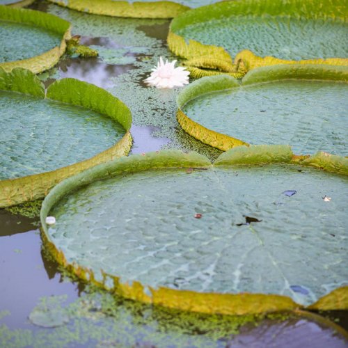 Jonas Kopp - Amazonia 2040 (2023)