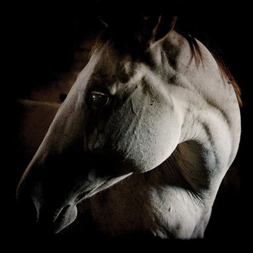 Brothers Dege - How to Kill a Horse (2013)