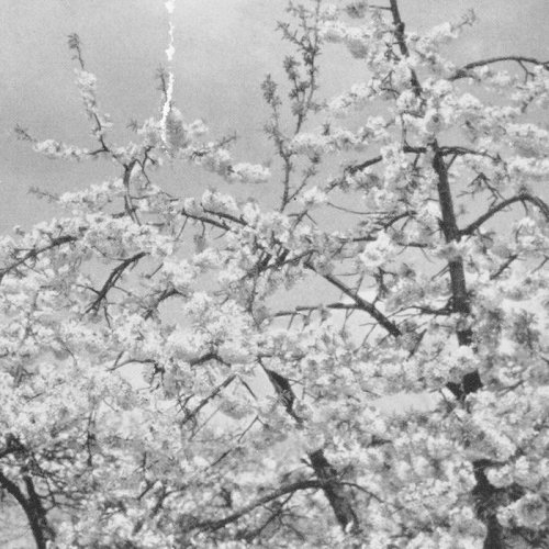 Anton Friisgaard - Minor Blossoms (2024)