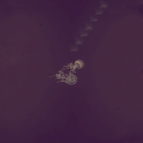 Snowdrop Borogoves - Silk (2024)