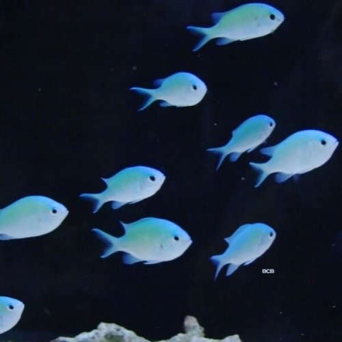 BCB - Aquatic Acoustics (2025)