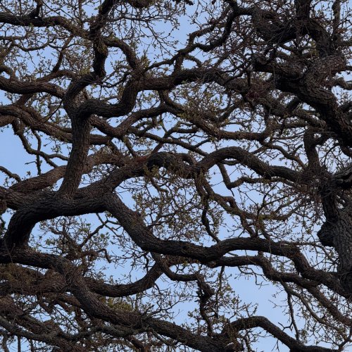 Archish Arun, Ethan Buck, Nathan Sariowan, Jonathan Calixto - westwind (2025) [Hi-Res]