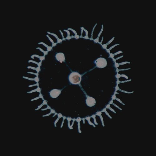 Luedji Luna - Um Mar Pra Cada Um, (2025) Hi-Res