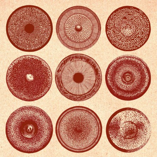 ENSEMBLE NIST-NAH - Spilla (2025)