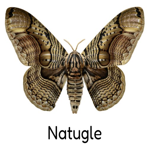 Natugle - Intro (2025) Hi-Res