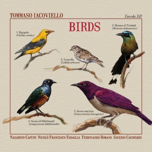 Tommaso Iacoviello - Birds (2025)