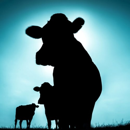 Singular - SINGÜLAR (2025) [Hi-Res]