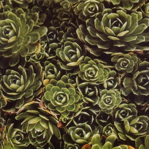 Iva Bittova - Ne Nehledej (1994)