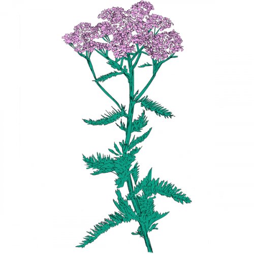 Patricia Wolf - Music To Watch Seeds Grow By 009∶ Patricia Wolf (Yarrow) (2026)