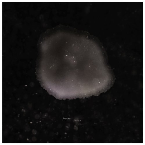 Fupper - Nullius (2026)