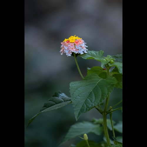 Hideto Kobayashi - Flower Flora (Original) (2026) Hi-Res