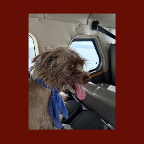 Mac DeMarco - Seaplane Dog (2206) [Hi-Res]