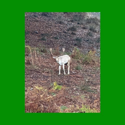 Mac DeMarco - Seven Off The Two (2025) [Hi-Res]